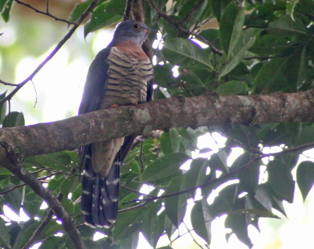 Red-chested Cuckoo - ML194056421