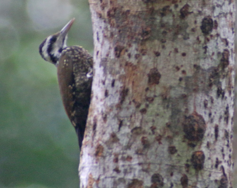 Golden-crowned Woodpecker - ML194056671