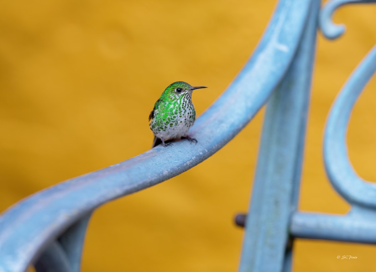 Yeşil Kuyruklu Kolibri - ML194059011