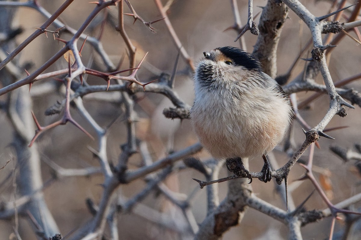 Silver-throated Tit - Vincent Wang