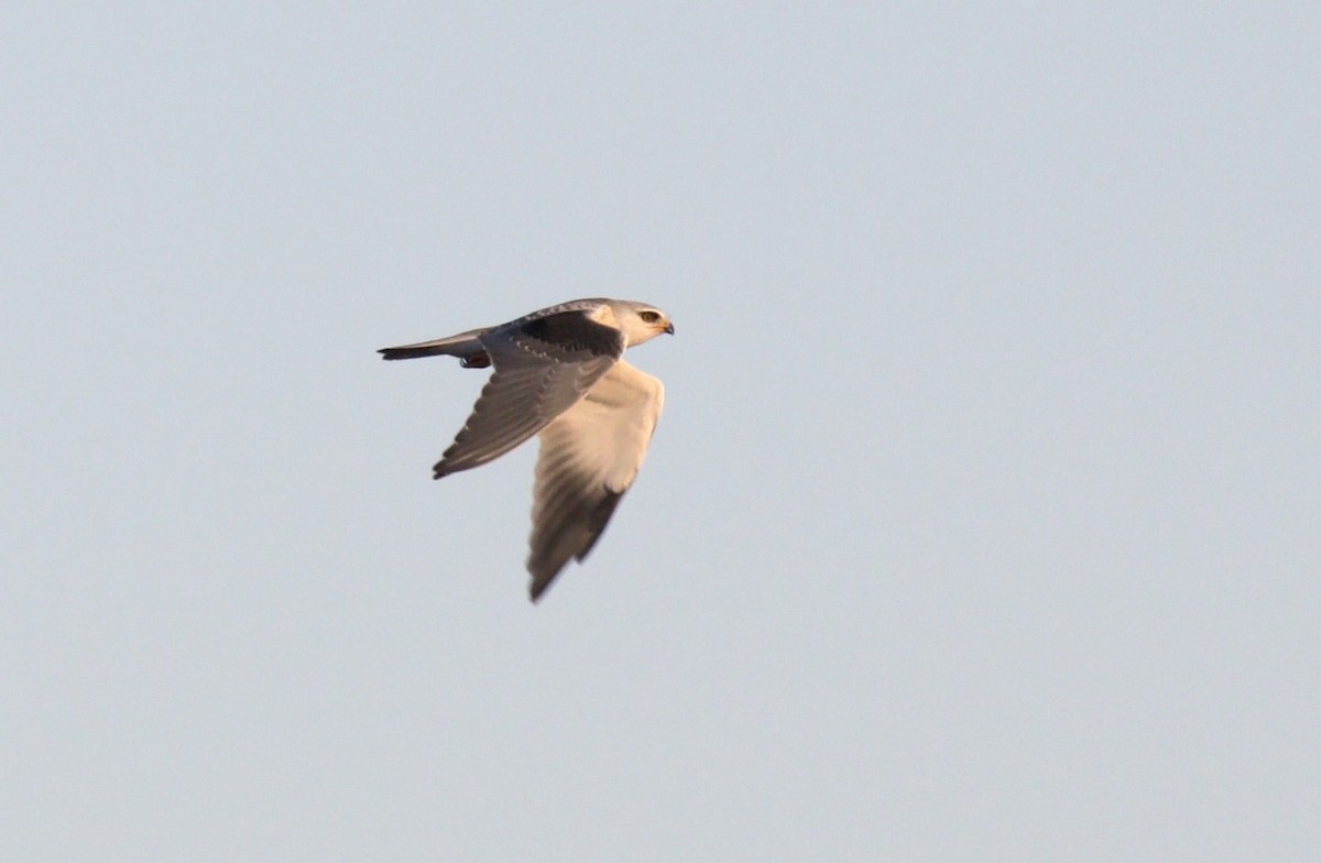 Black-winged Kite - Miguel Rouco