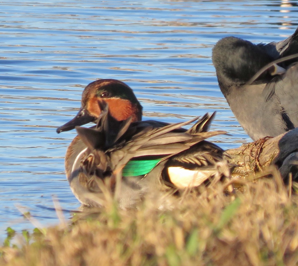 Green-winged Teal - ML194062081