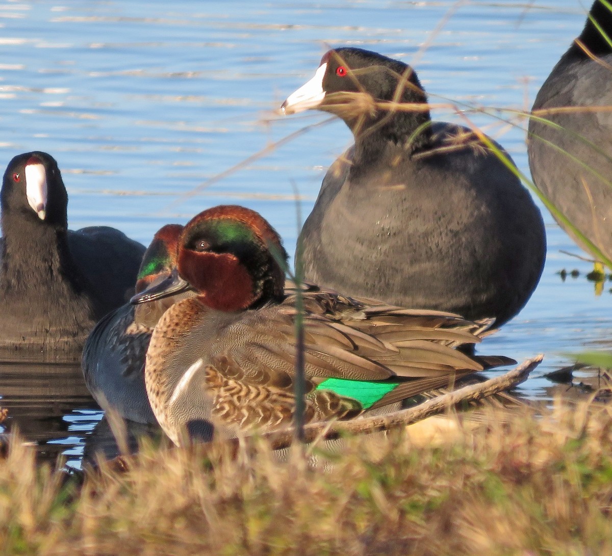 Green-winged Teal - ML194062171