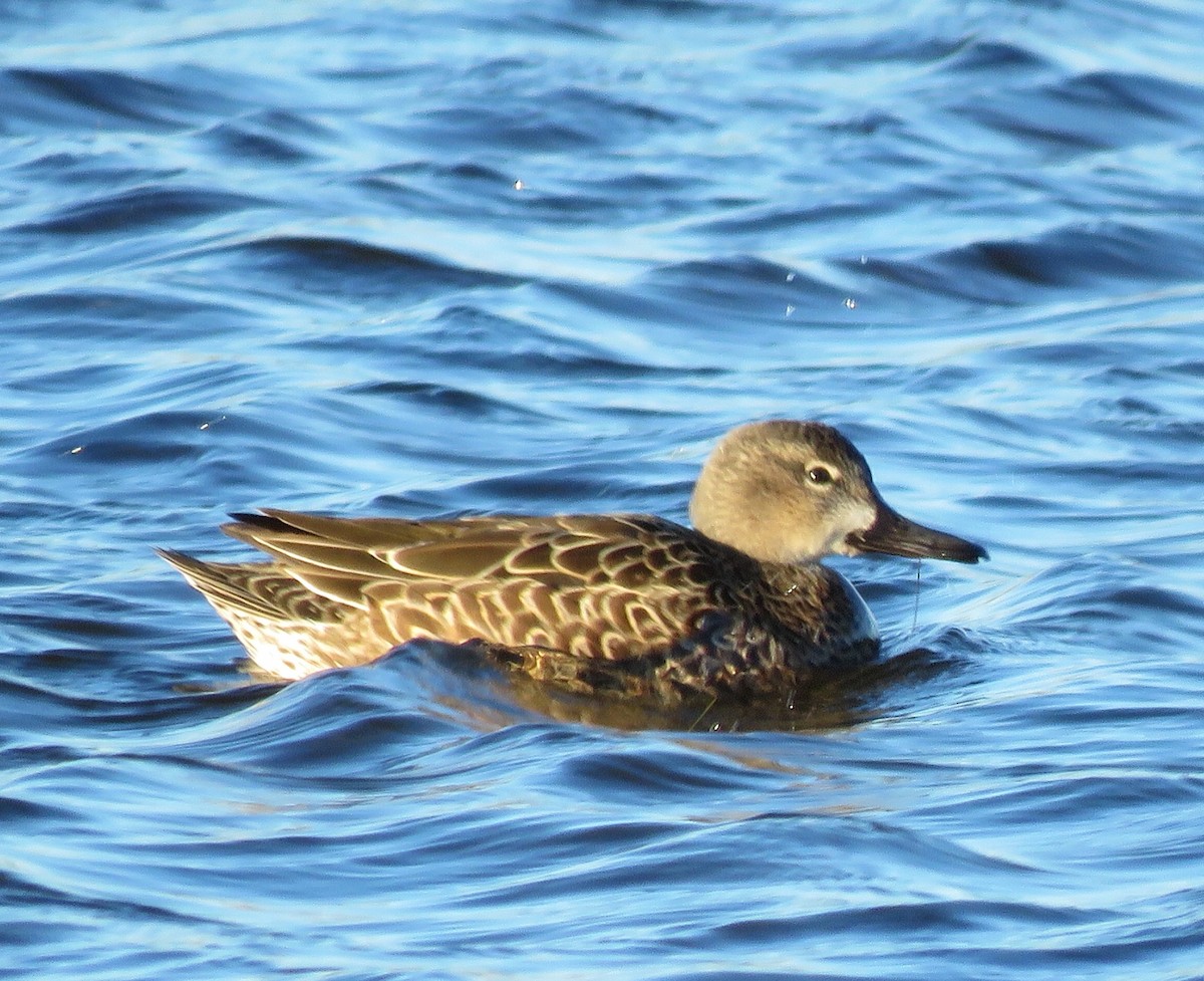 Green-winged Teal - ML194062331