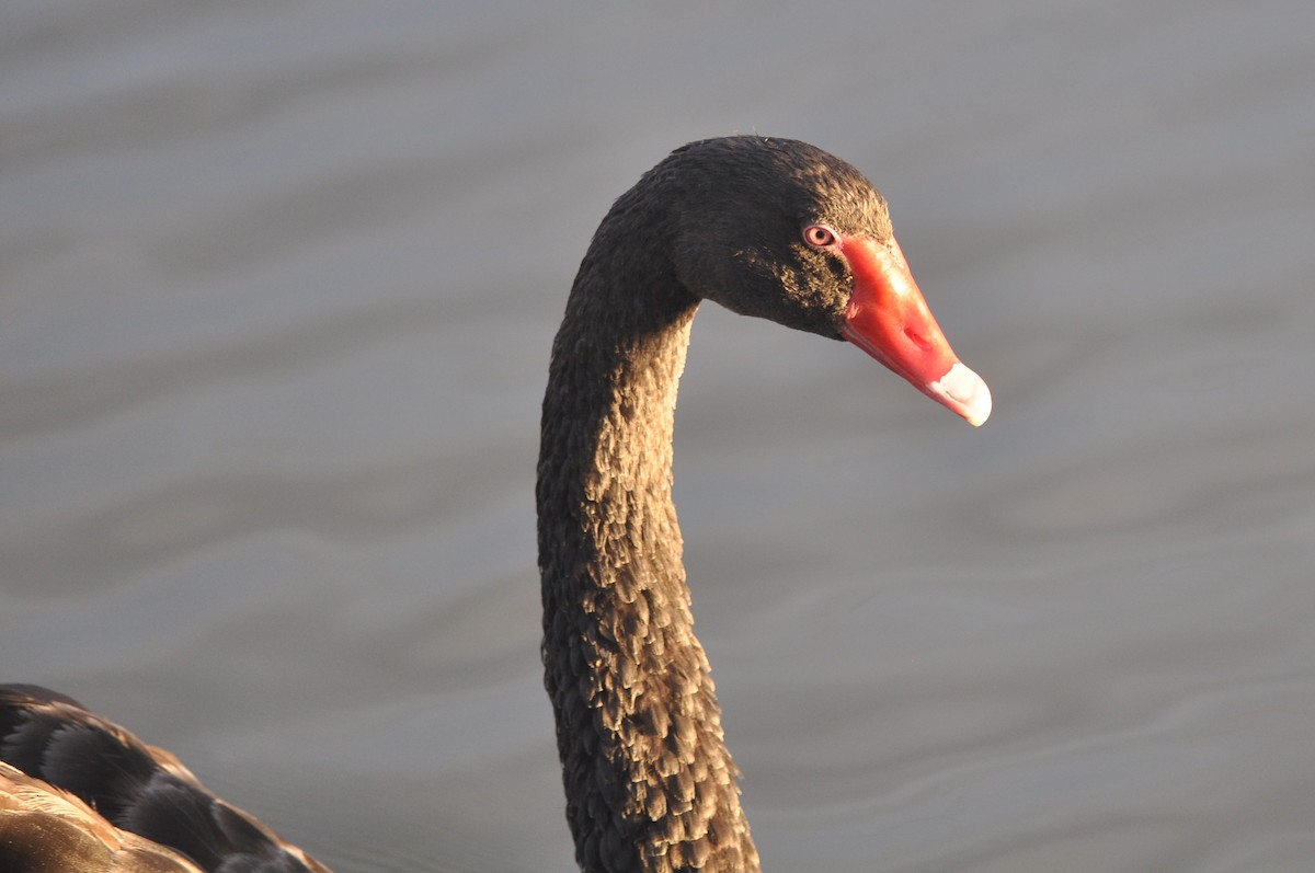 Black Swan - ML194063361