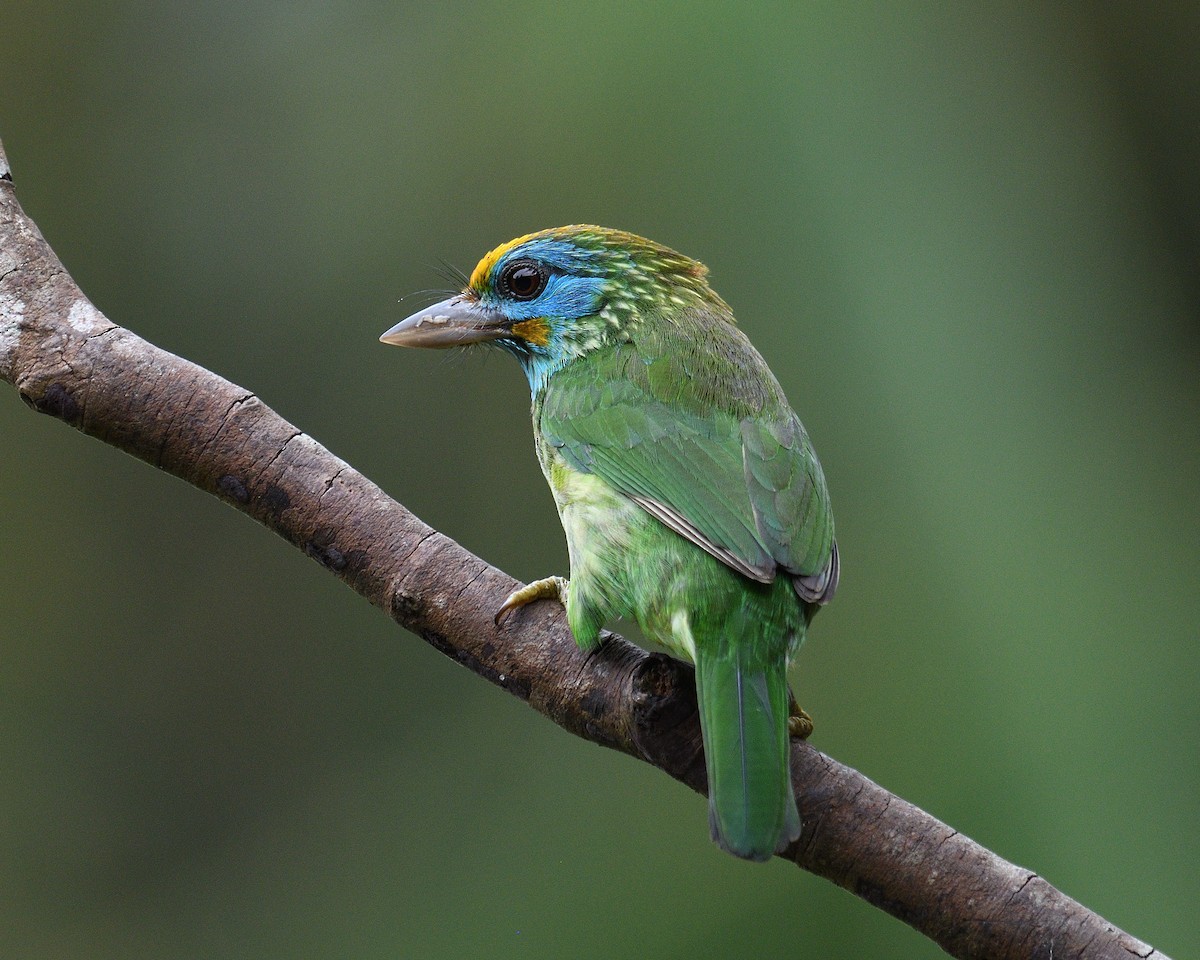 Yellow-fronted Barbet - ML194066231