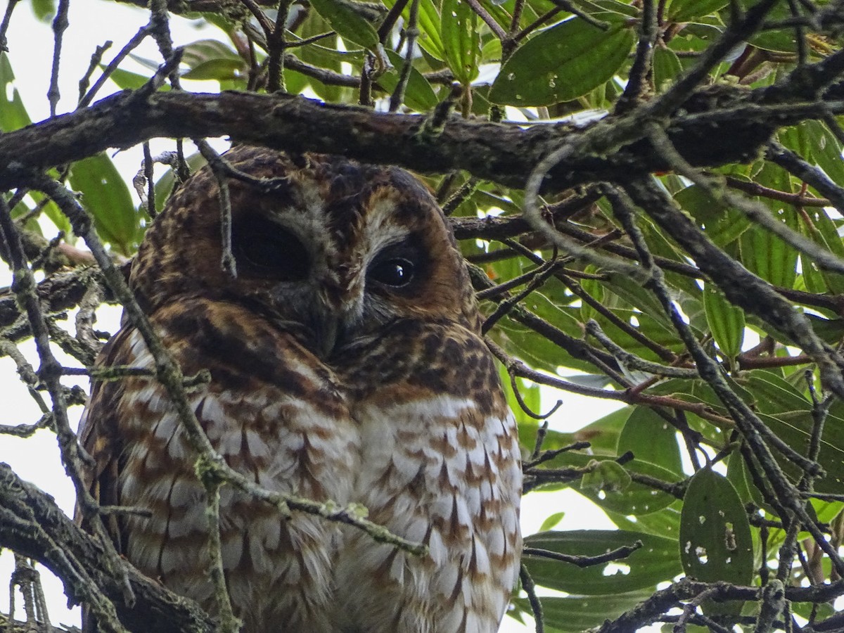 Rufous-banded Owl - Esteban Villa Restrepo