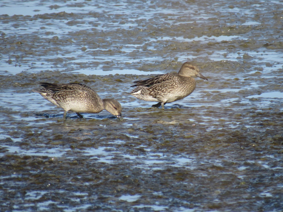 Green-winged Teal - ML194067591