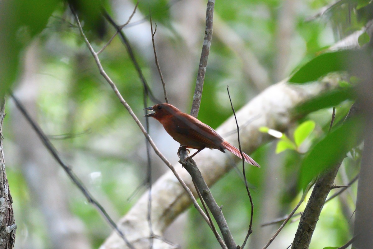 Red-crowned Ant-Tanager (Northern) - ML194070791