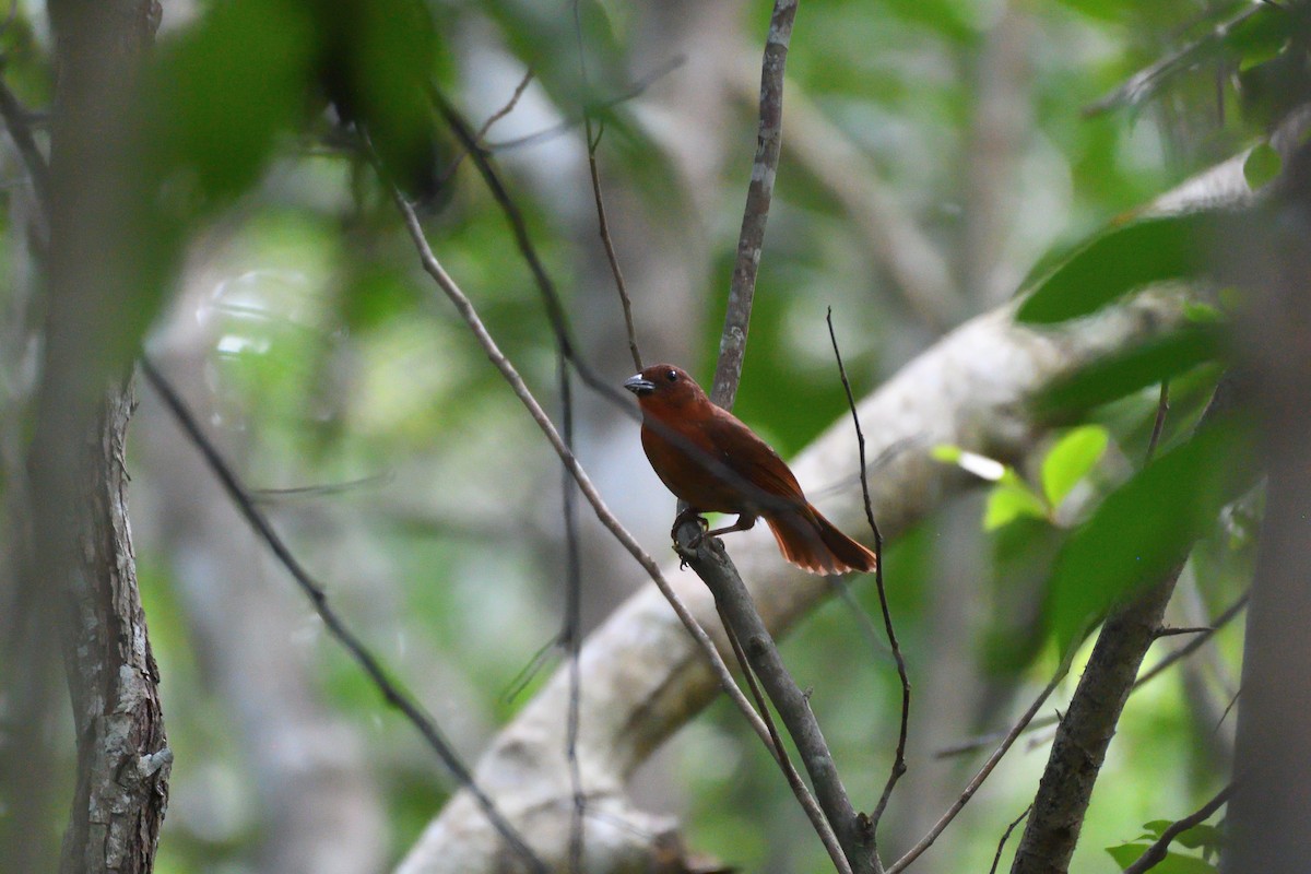 Red-crowned Ant-Tanager (Northern) - ML194070801