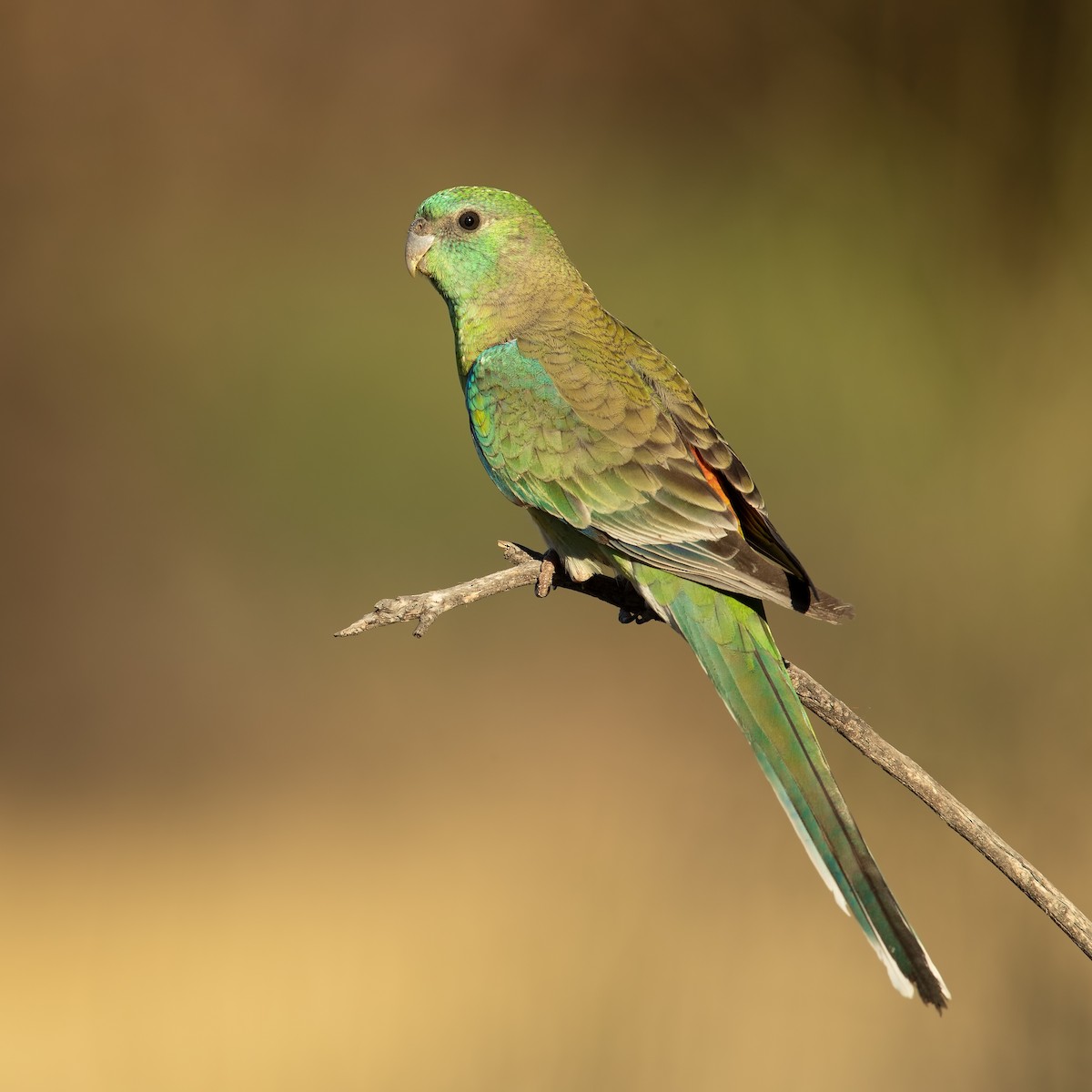 Red-rumped Parrot - ML194078911