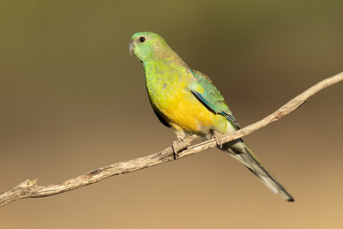 Red-rumped Parrot - ML194079021