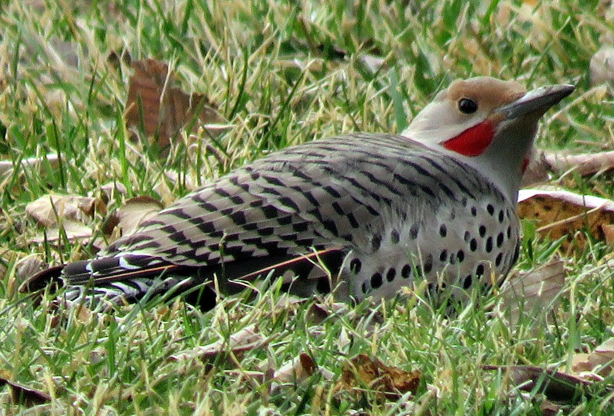 Northern Flicker (Red-shafted) - ML194089771