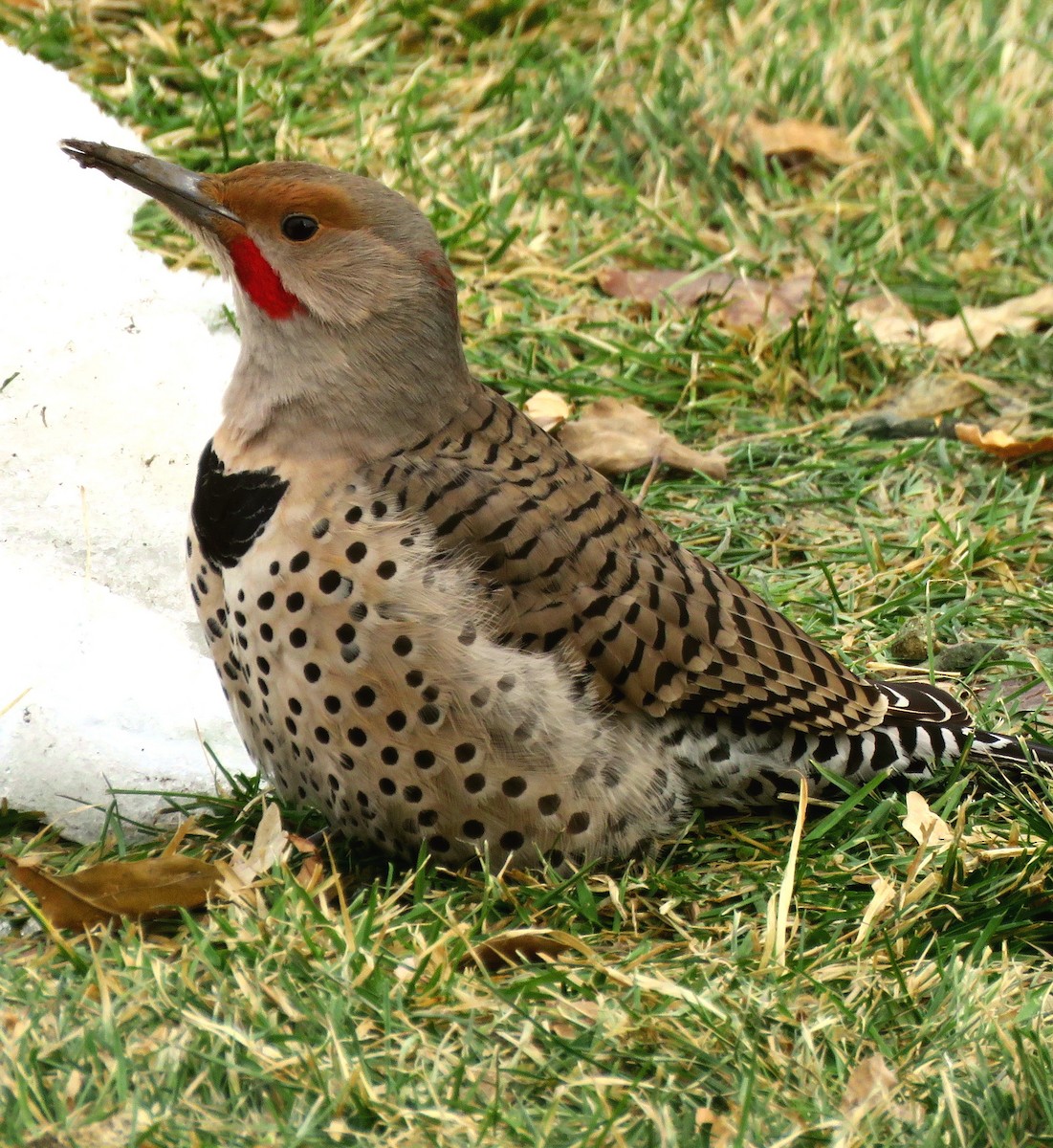 Northern Flicker (Yellow-shafted x Red-shafted) - ML194090151