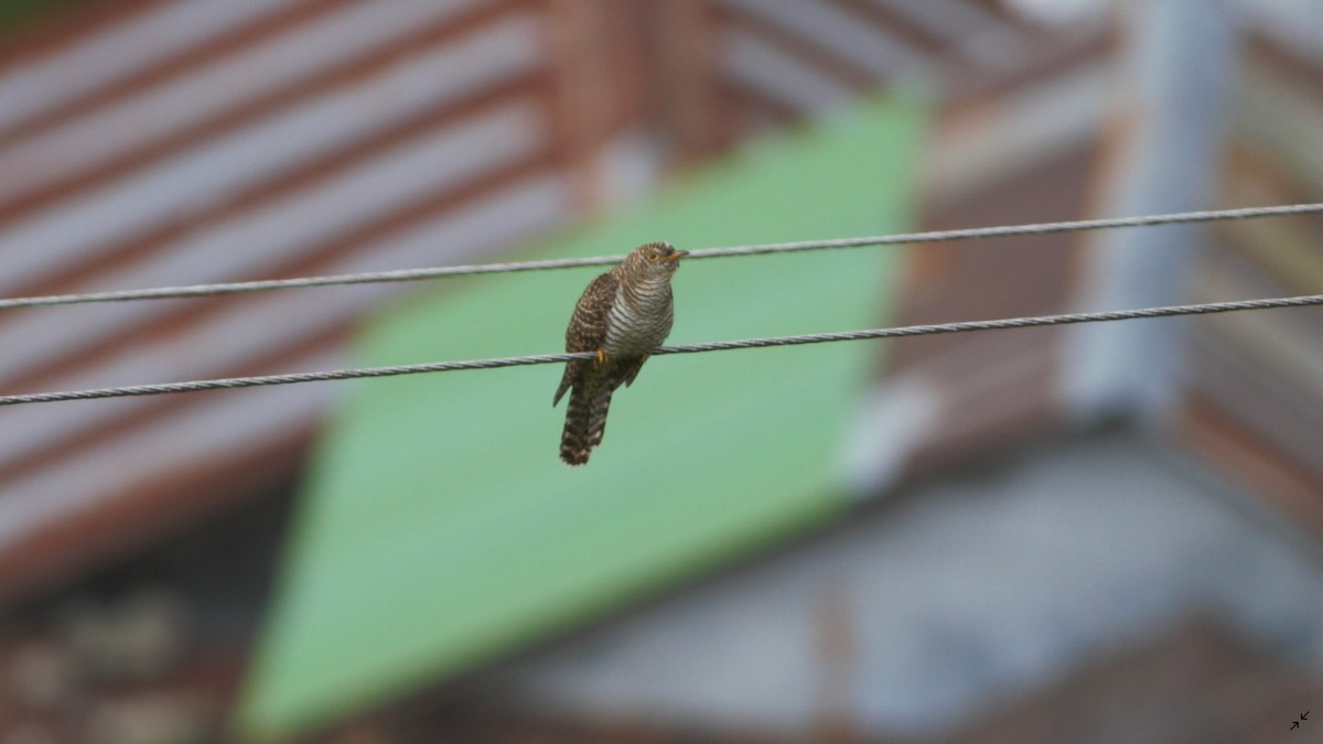 Common Cuckoo - Dibyendu Ash