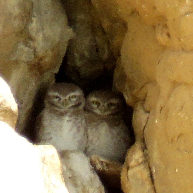 Spotted Owlet - ML194091691