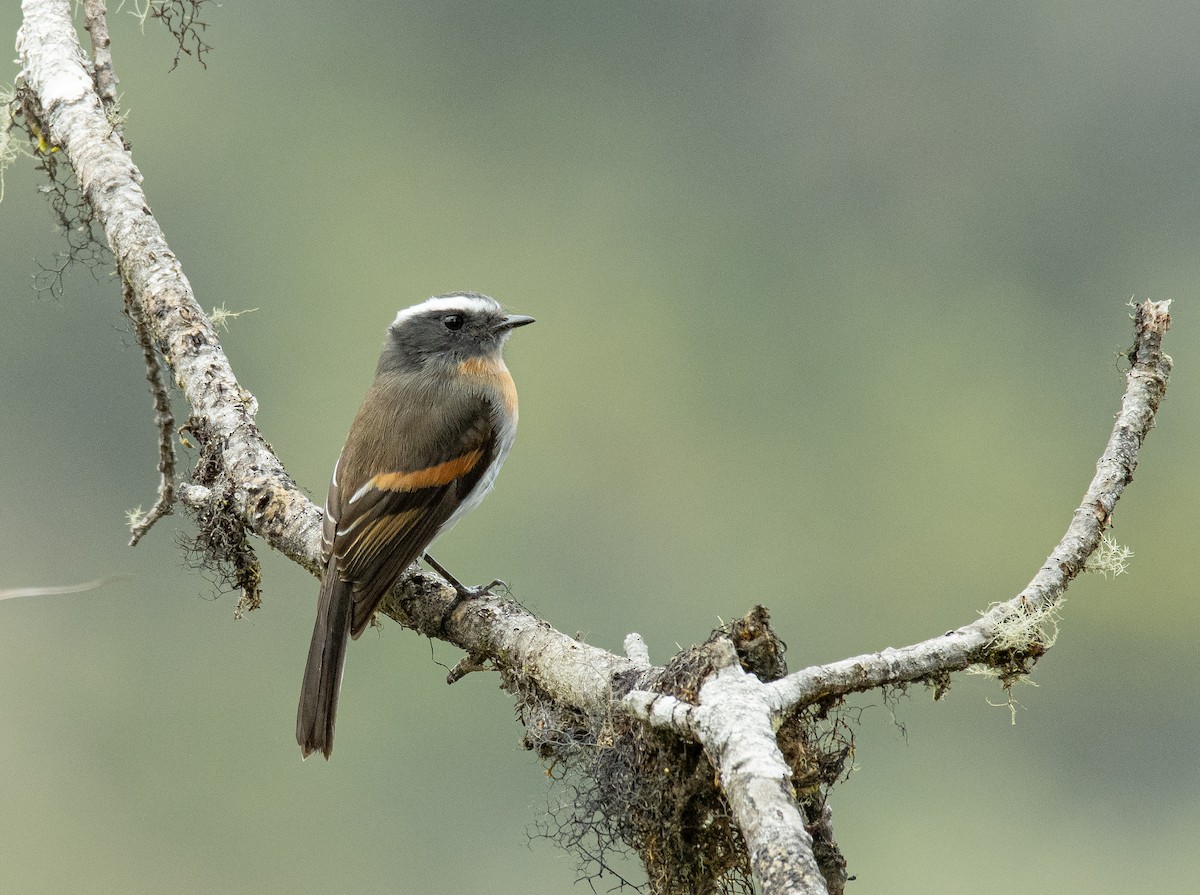 Rufous-breasted Chat-Tyrant - ML194093281
