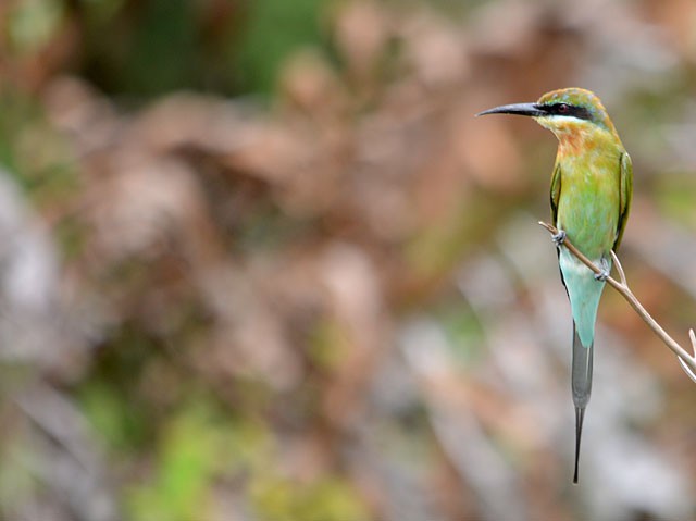 Blue-tailed Bee-eater - ML194095241