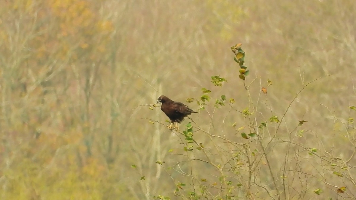 Red-tailed Hawk (calurus/abieticola) - ML194099111
