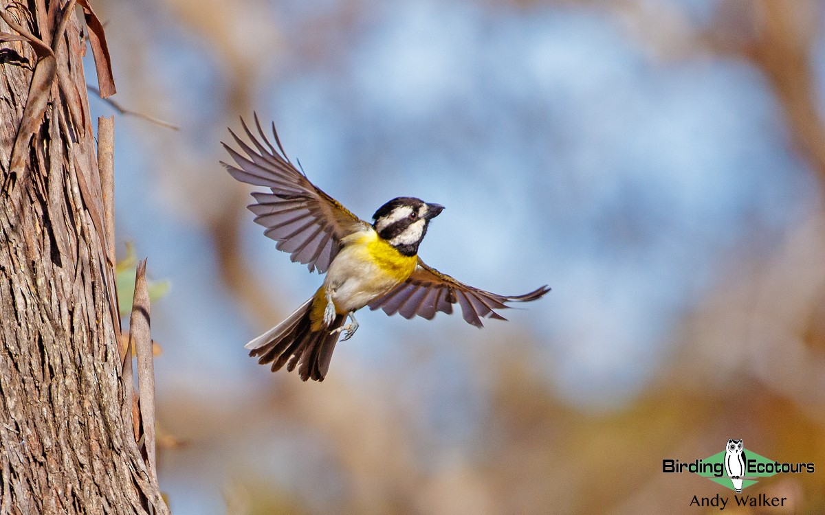 Western Shrike-tit - Andy Walker - Birding Ecotours