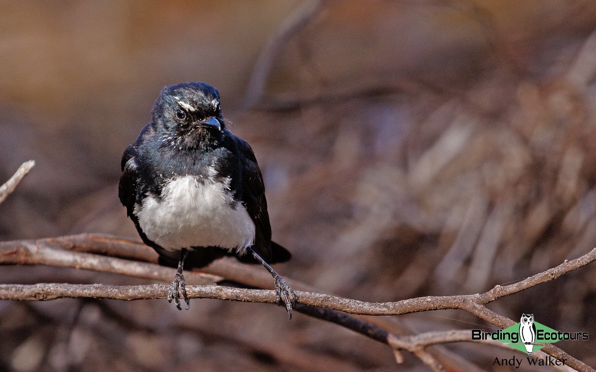 Willie-wagtail - Andy Walker - Birding Ecotours