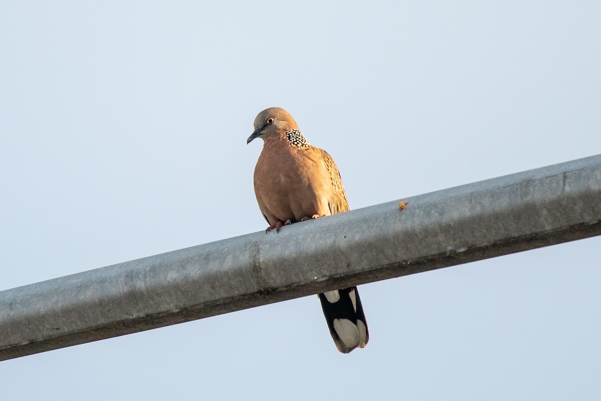 Spotted Dove - ML194100491