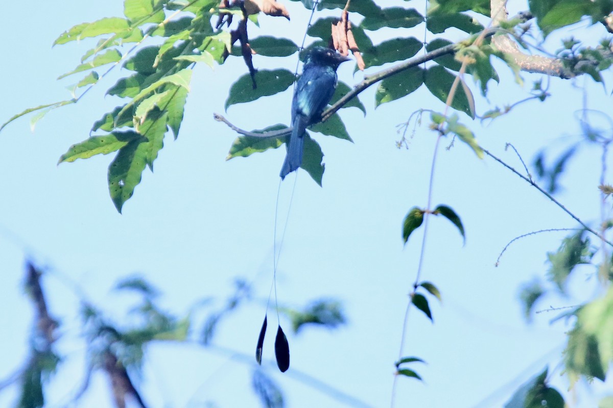 Lesser Racket-tailed Drongo - ML194103671