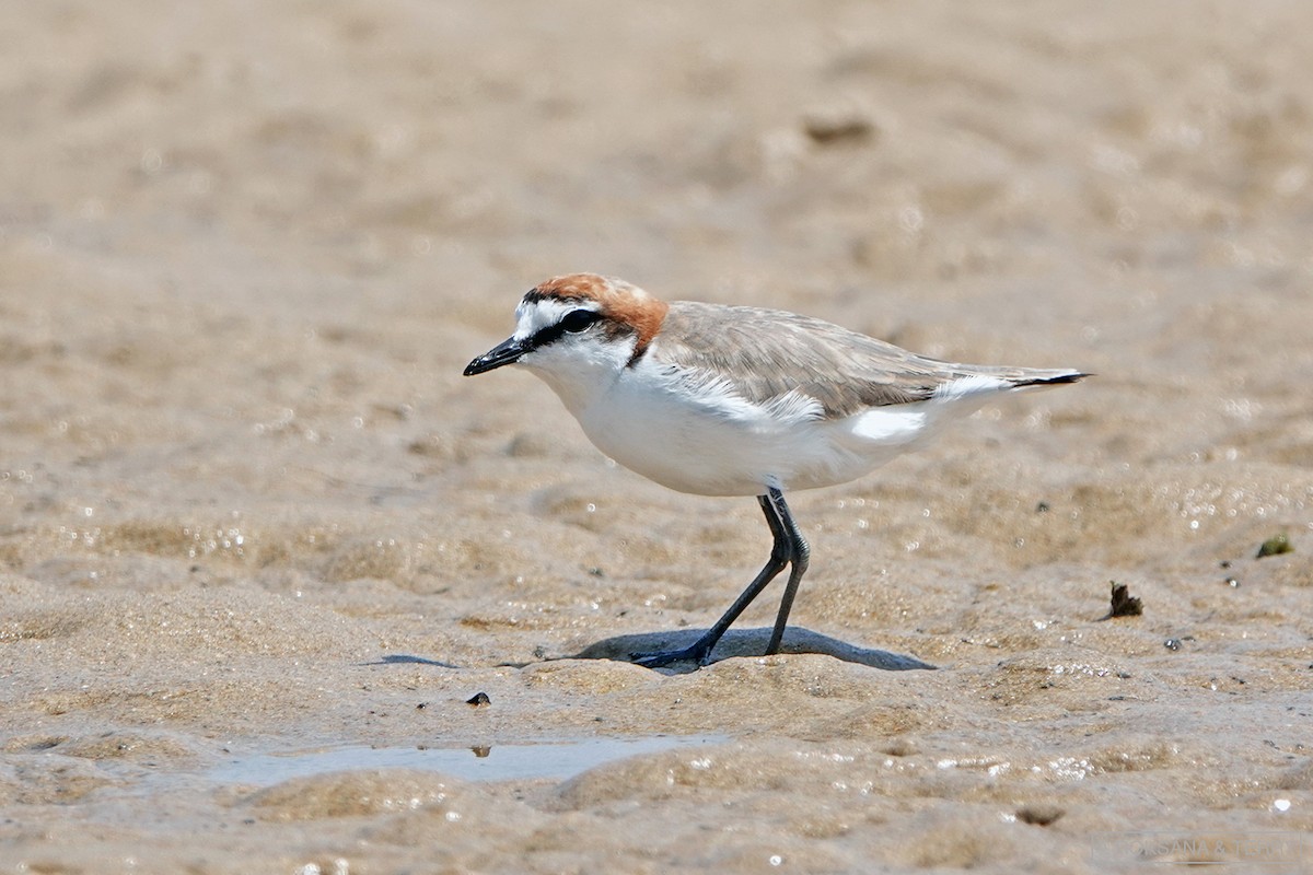 Red-capped Plover - ML194105961