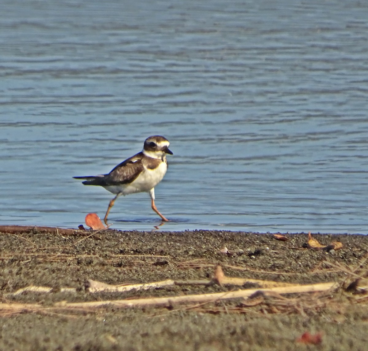 Common Ringed Plover - ML194108401