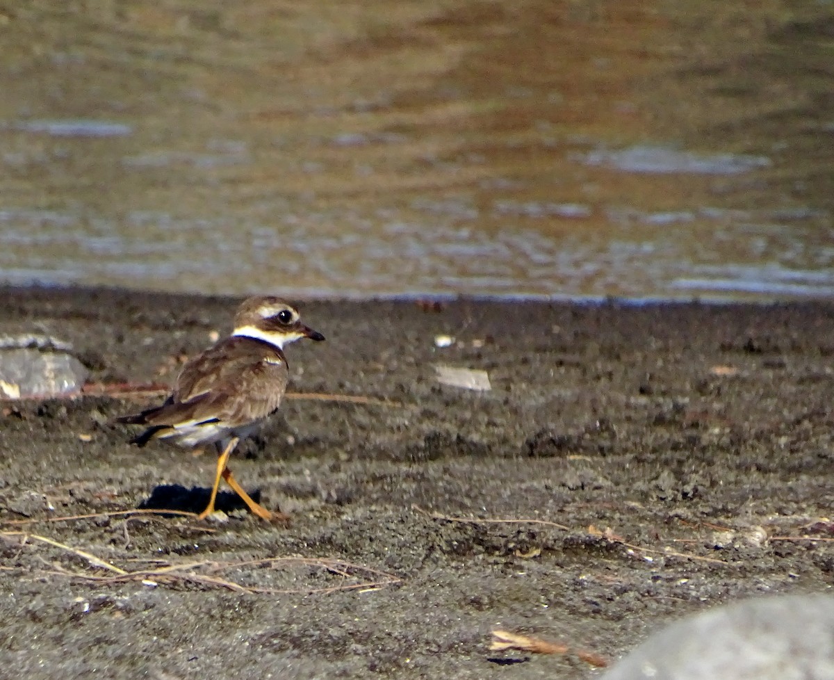 Common Ringed Plover - ML194108411