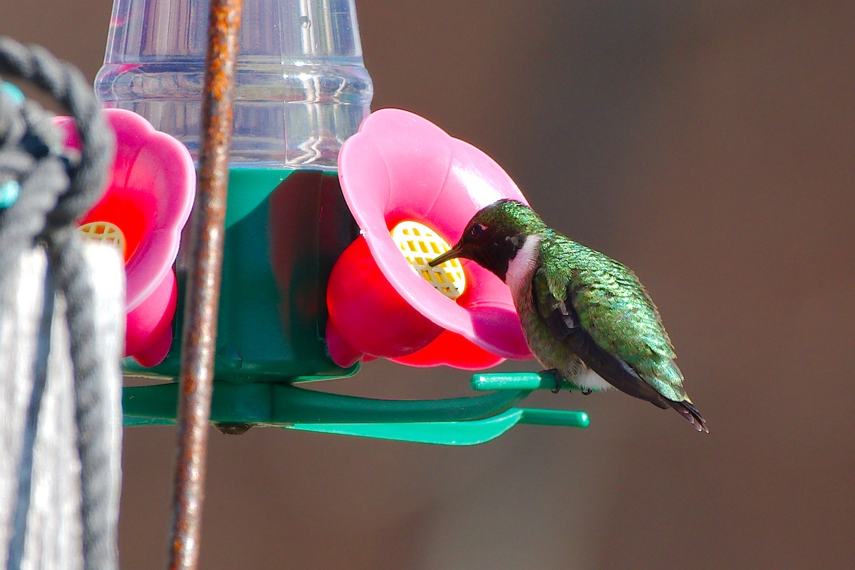 Ruby-throated Hummingbird - ML194109011