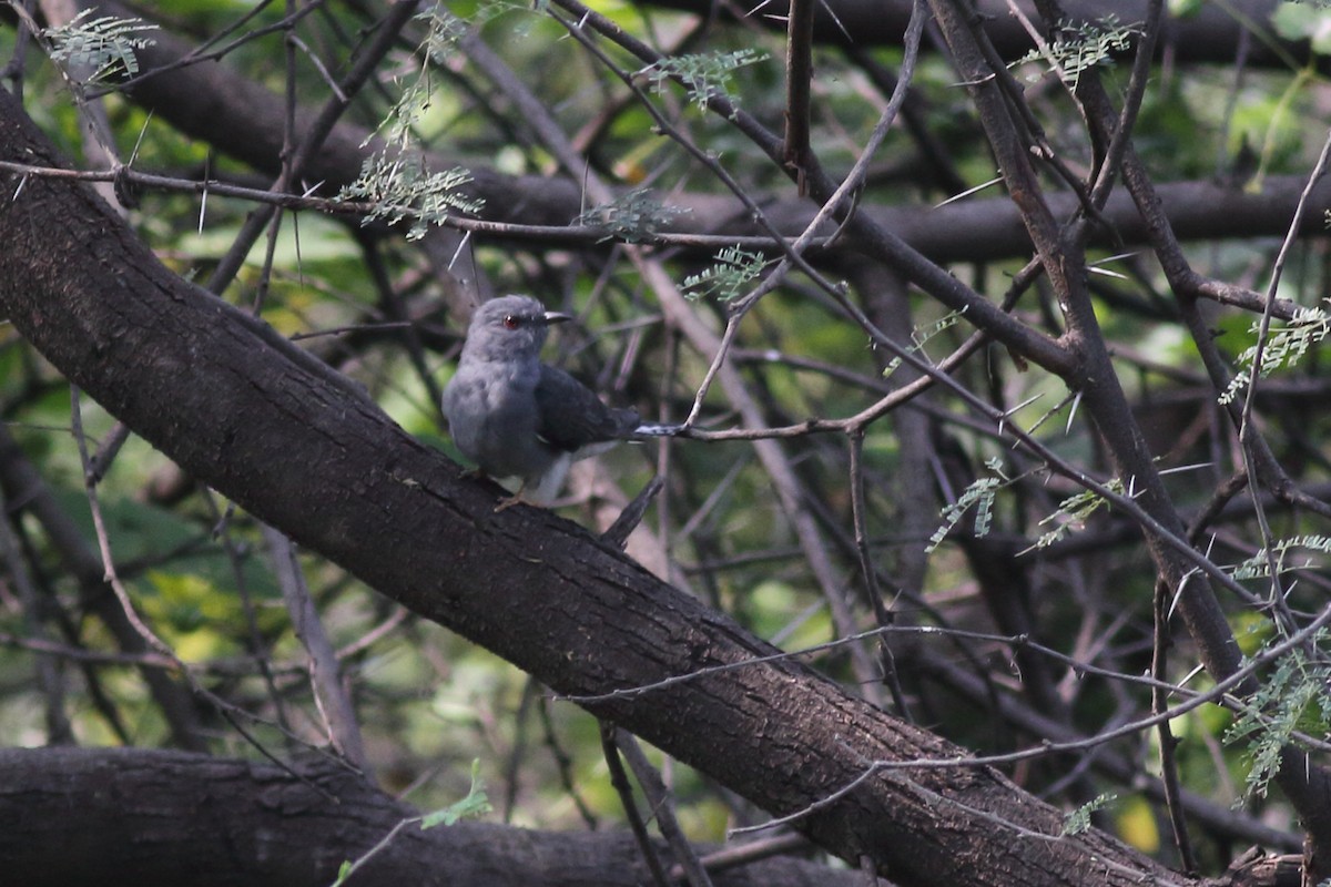 Gray-bellied Cuckoo - ML194109731