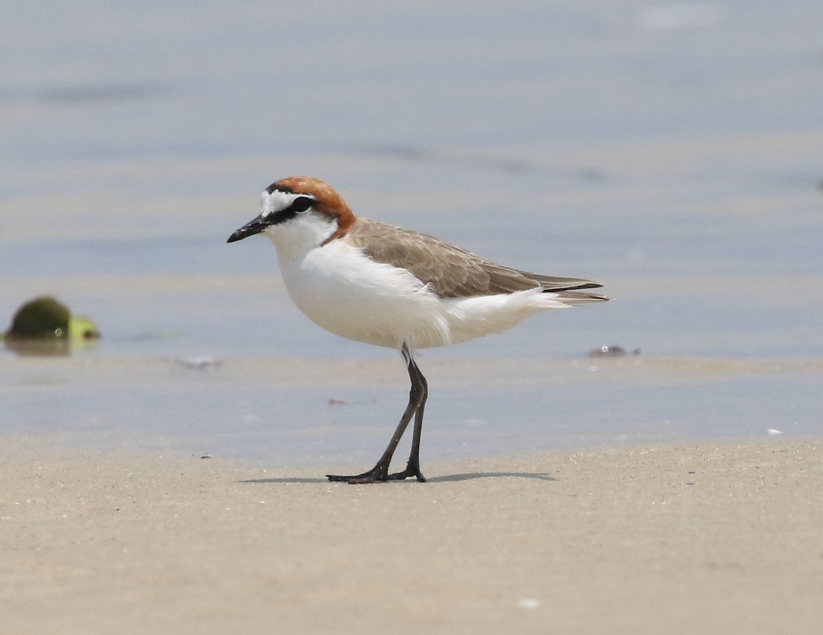 Red-capped Plover - ML194110001