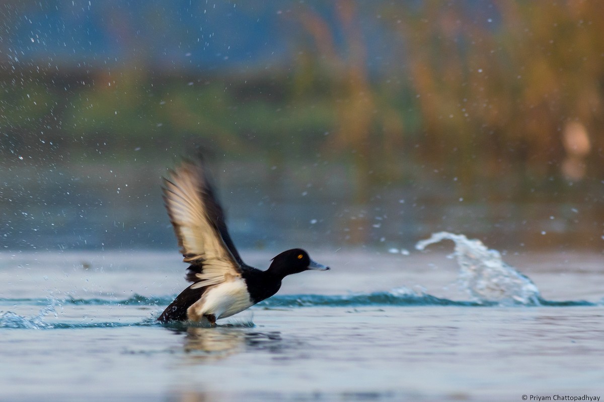 Tufted Duck - ML194112801