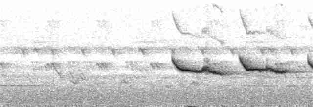 Weißbrauen-Heckensänger [leucophrys-Gruppe] - ML194113621