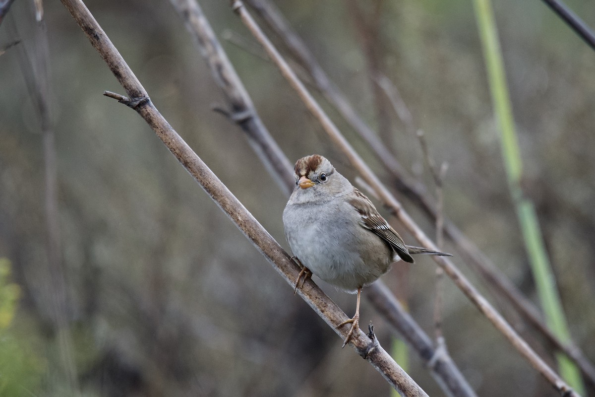 White-crowned Sparrow - Jesse Anderson