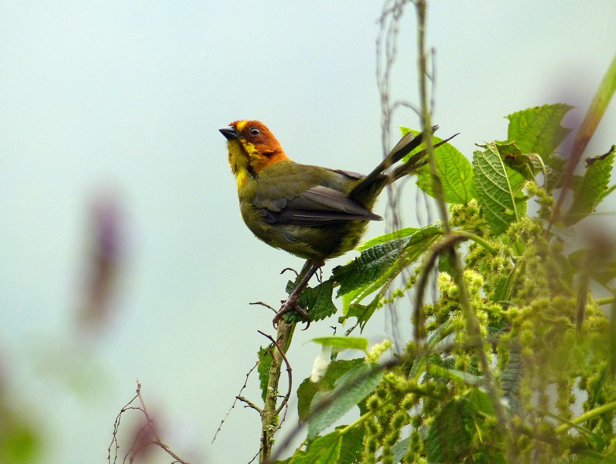 Fulvous-headed Brushfinch - ML194122351