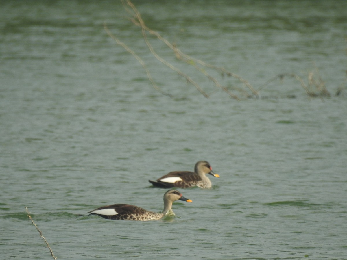 Indian Spot-billed Duck - ML194122891