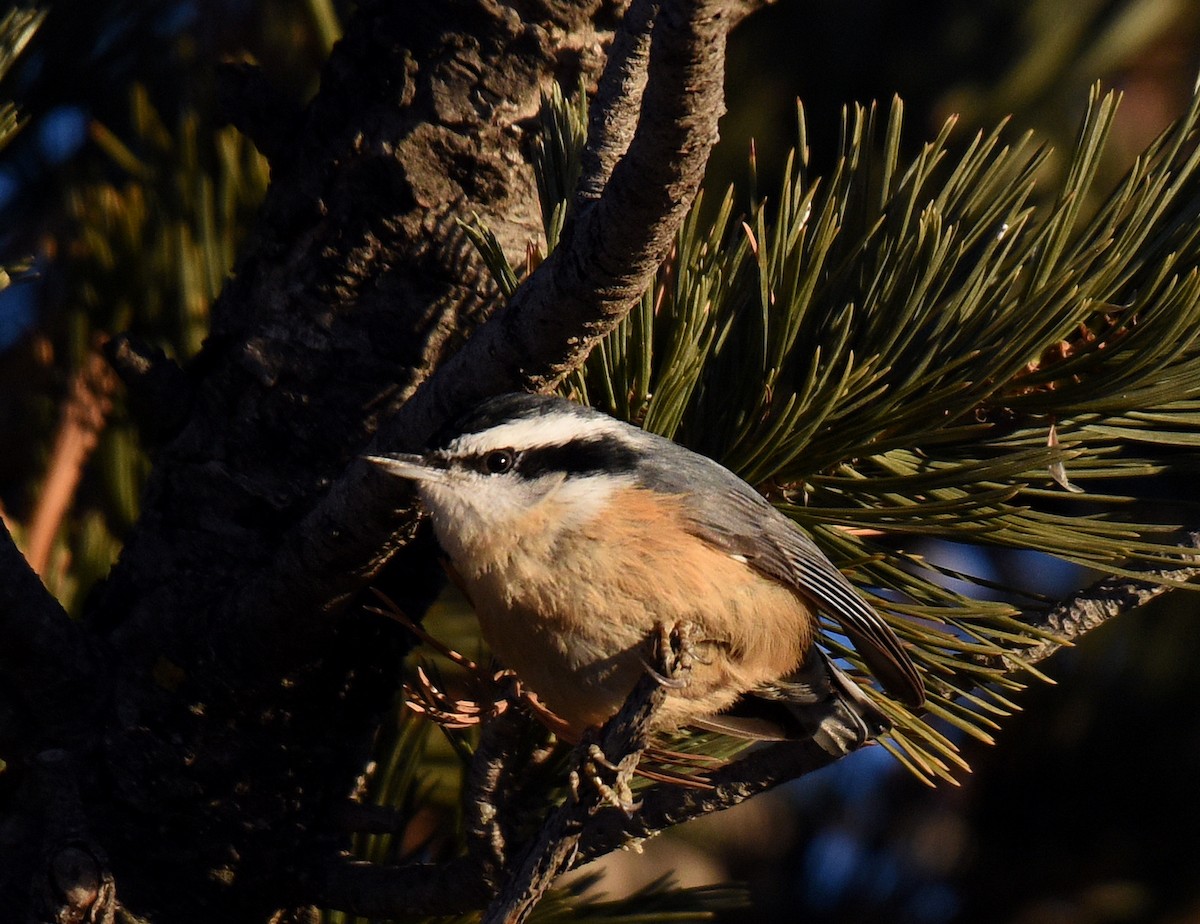 Red-breasted Nuthatch - ML194123321