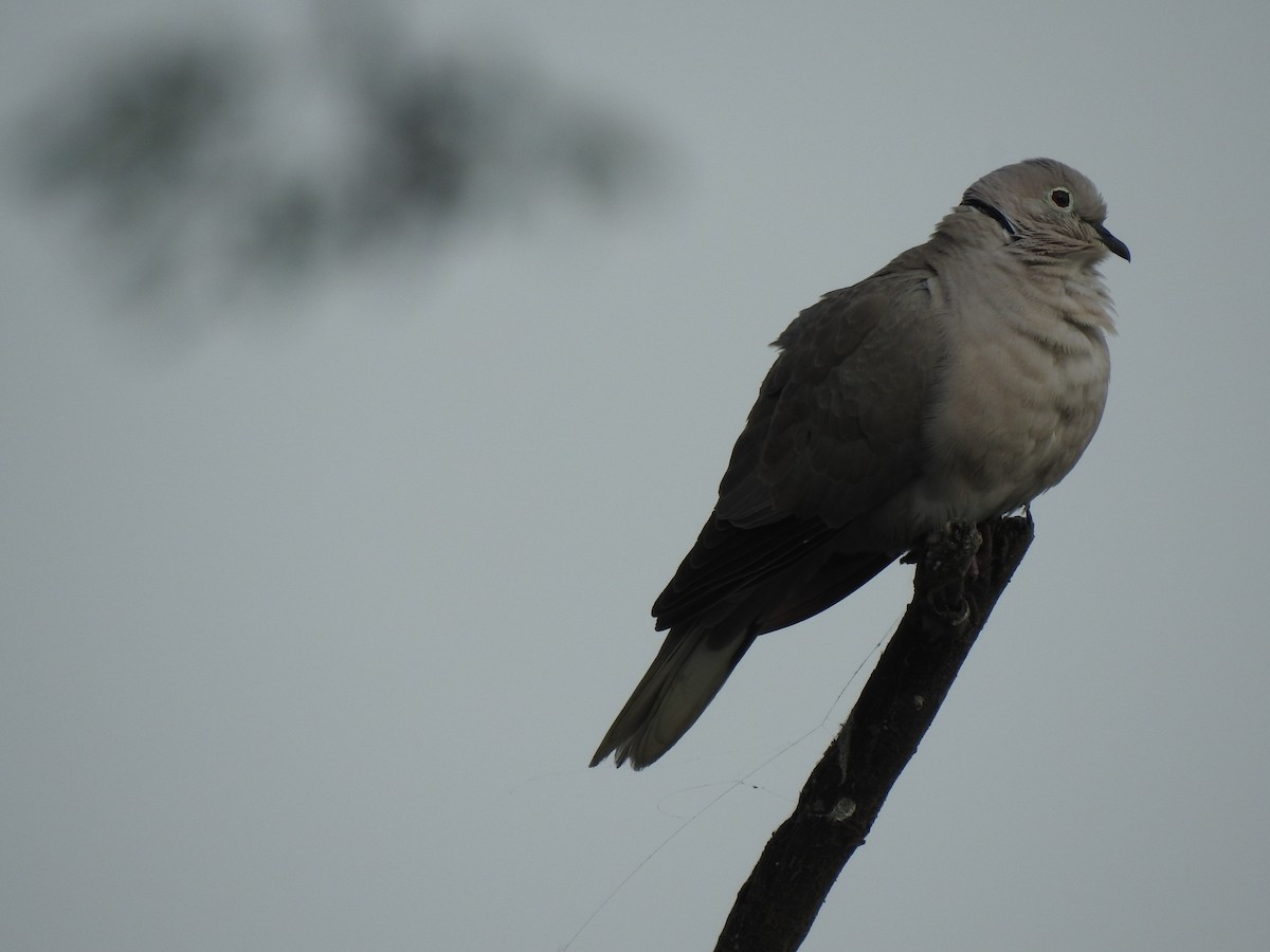 Eurasian Collared-Dove - BiRdeR BäBä