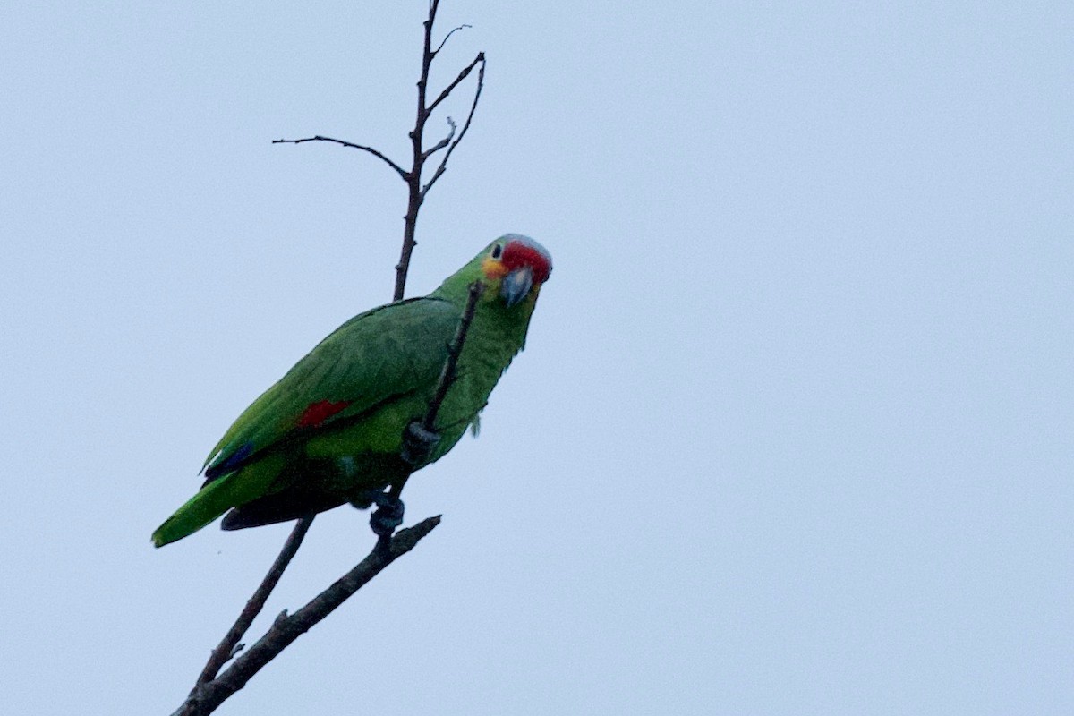 Red-lored Parrot - ML194124101
