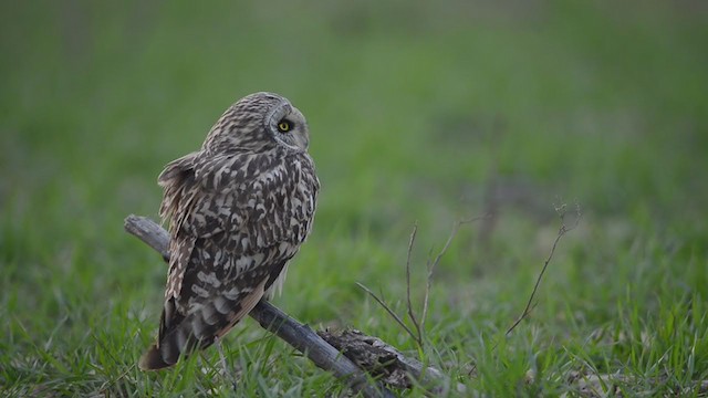 Short-eared Owl - ML194125311