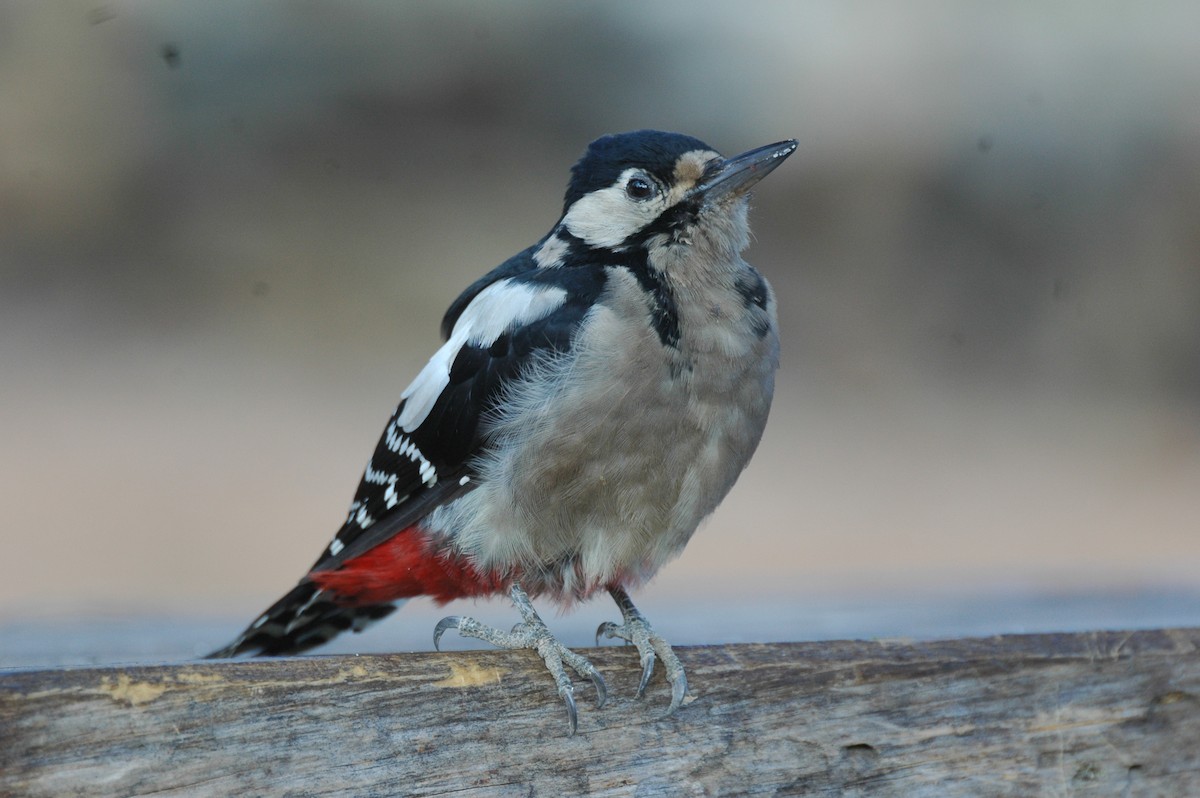 Great Spotted Woodpecker - ML194126361