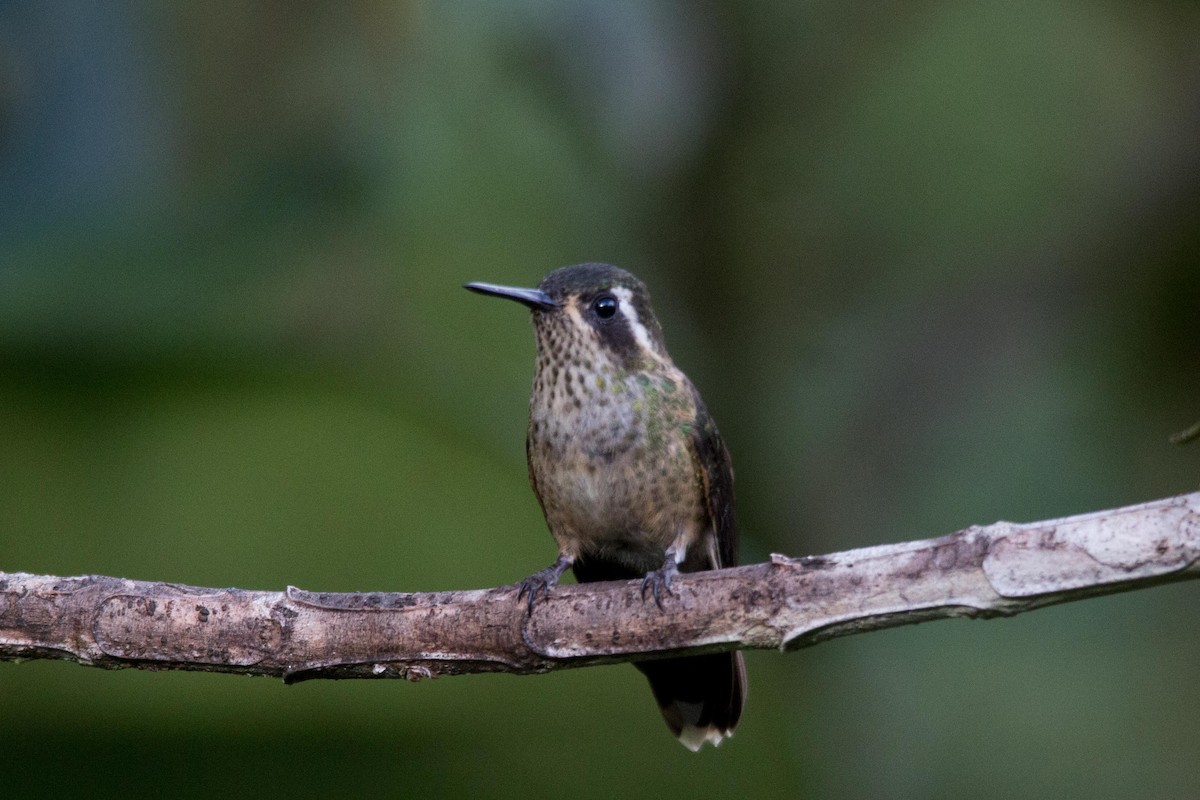 Speckled Hummingbird - ML194128851