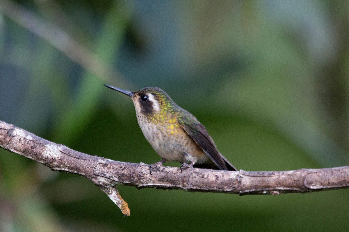Speckled Hummingbird - ML194128881