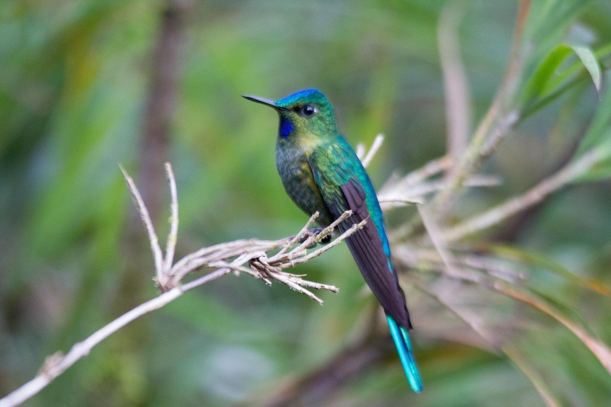 Long-tailed Sylph - ML194128951
