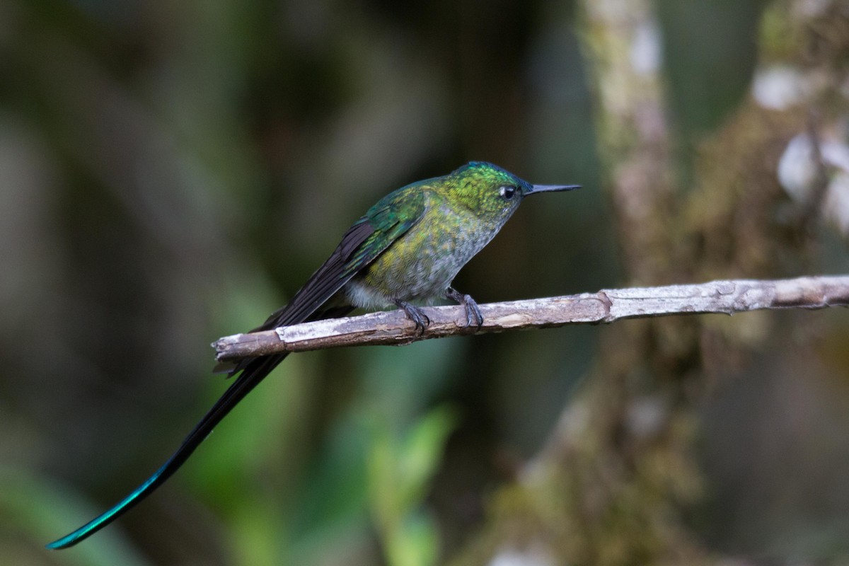 Long-tailed Sylph - ML194128961