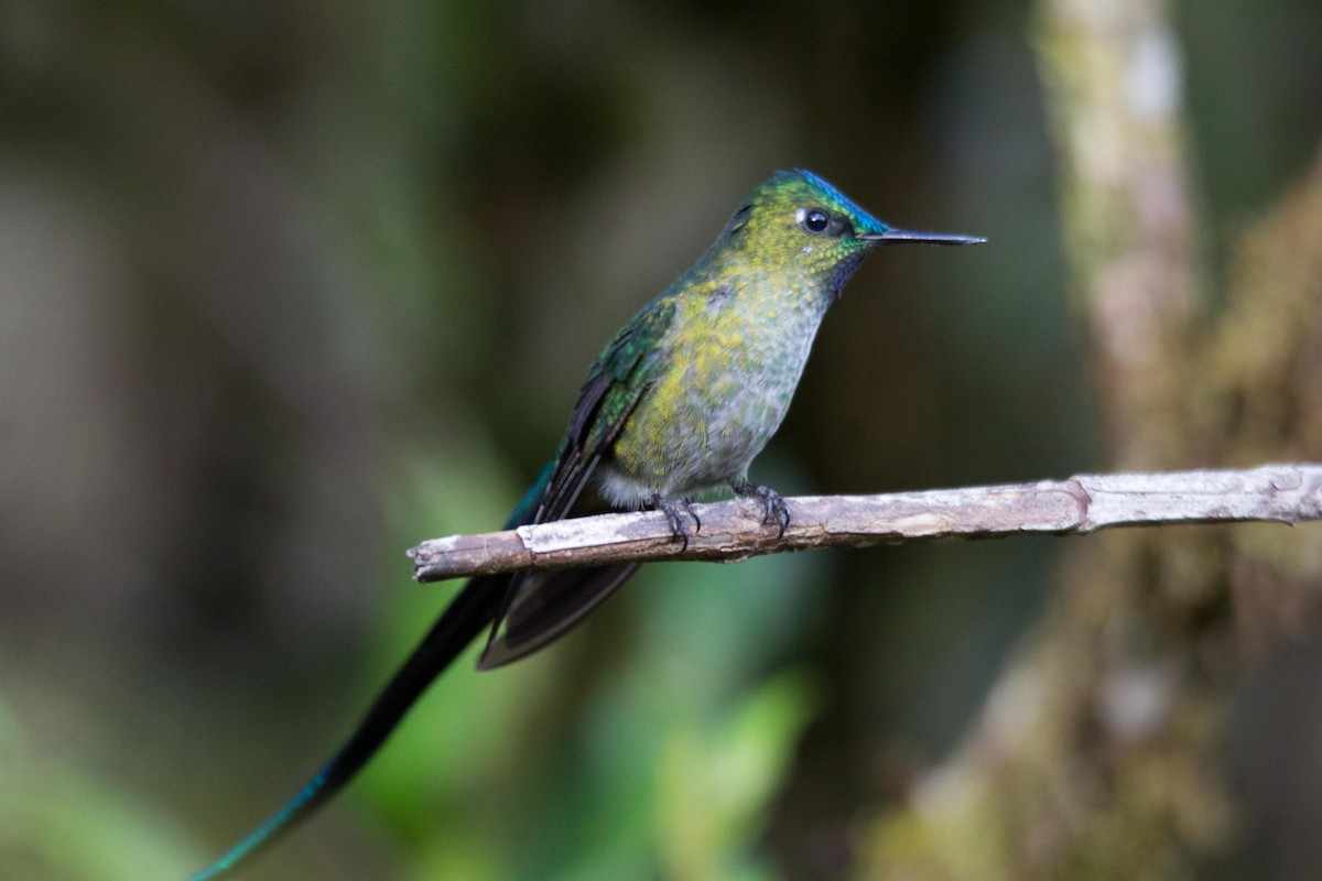 Long-tailed Sylph - ML194128981