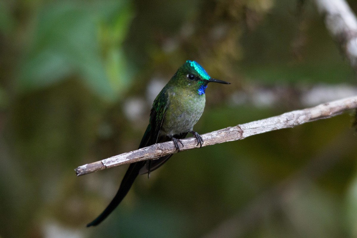 Long-tailed Sylph - ML194129011