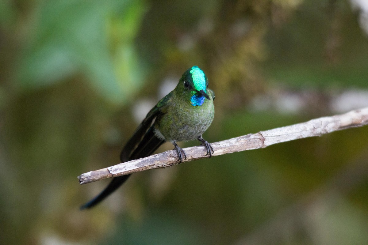 Long-tailed Sylph - ML194129031